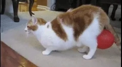 Защо котката бие текущата